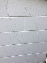 Technomyrmex jocosus