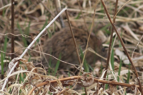 Brown Rat