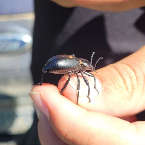 iNaturalist observation photo of Dentate Stink Beetle