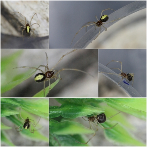 Neottiura bimaculata