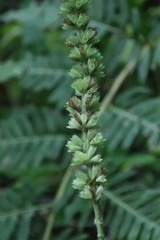 Comanthosphace formosana