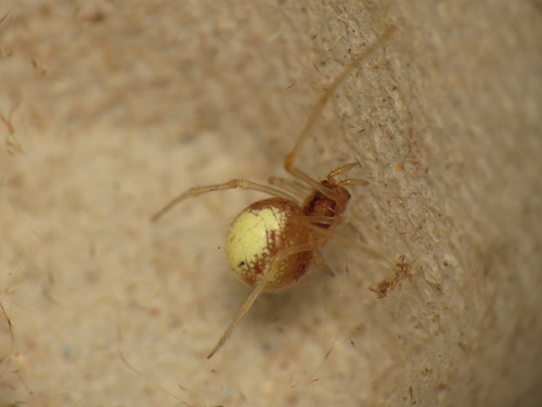 Neottiura bimaculata