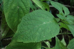 Comanthosphace formosana