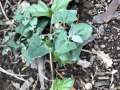 Chenopodium trigonon stellulatum
