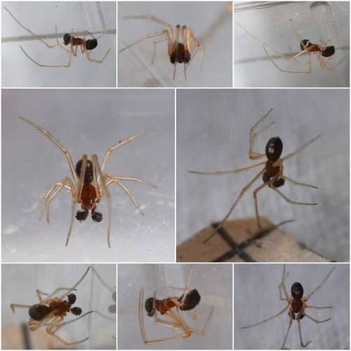 Neottiura bimaculata