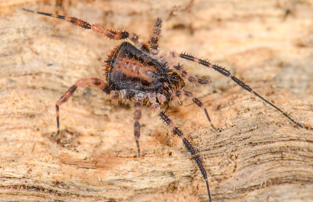 Triaenobunus asper