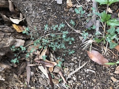 Chenopodium trigonon stellulatum