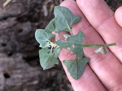 Chenopodium trigonon stellulatum