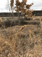 Atriplex hortensis