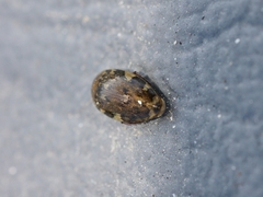 Laccophilus maculosus
