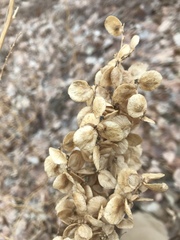 Atriplex hortensis