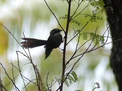 Rhipidura verreauxi verreauxi