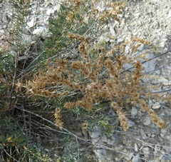 Salsola daghestanica