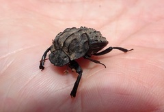 Aulacopris reichei