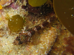 Bellapiscis lesleyae