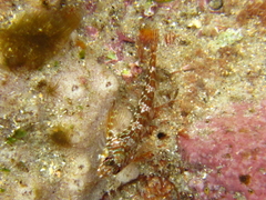 Bellapiscis lesleyae