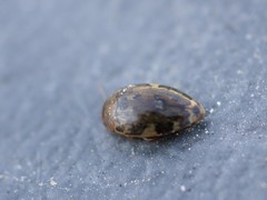 Laccophilus maculosus