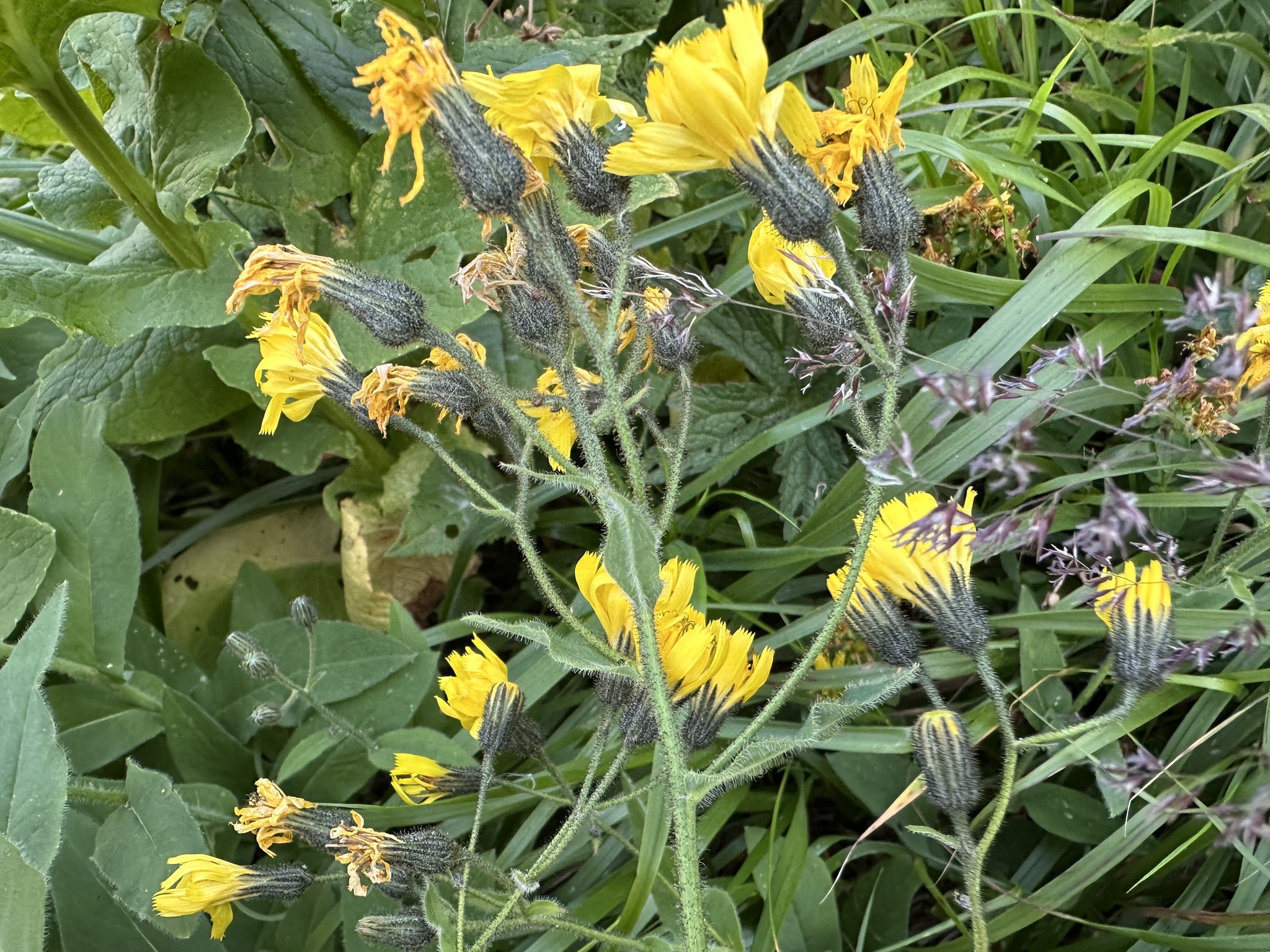 Rough-Leaved Hawkweed (Hieracium prenanthoides)
