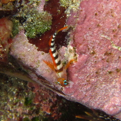 Notoclinops segmentatus