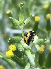 Senecio quadridentatus