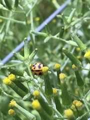 Senecio quadridentatus