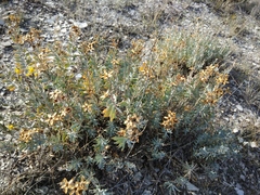 Reaumuria alternifolia