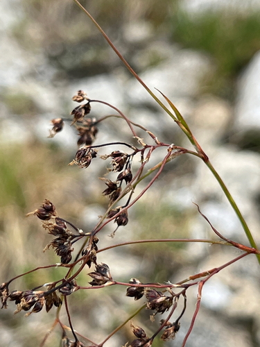 Alpine Woodrush (Luzula alpinopilosa)
