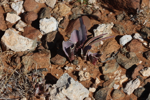 Lachenalia zebrina