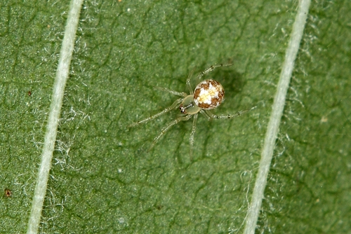 Theridion varians