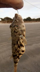 Sphoeroides maculatus