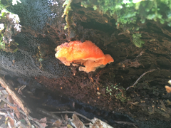 Aurantiporus pulcherrimus