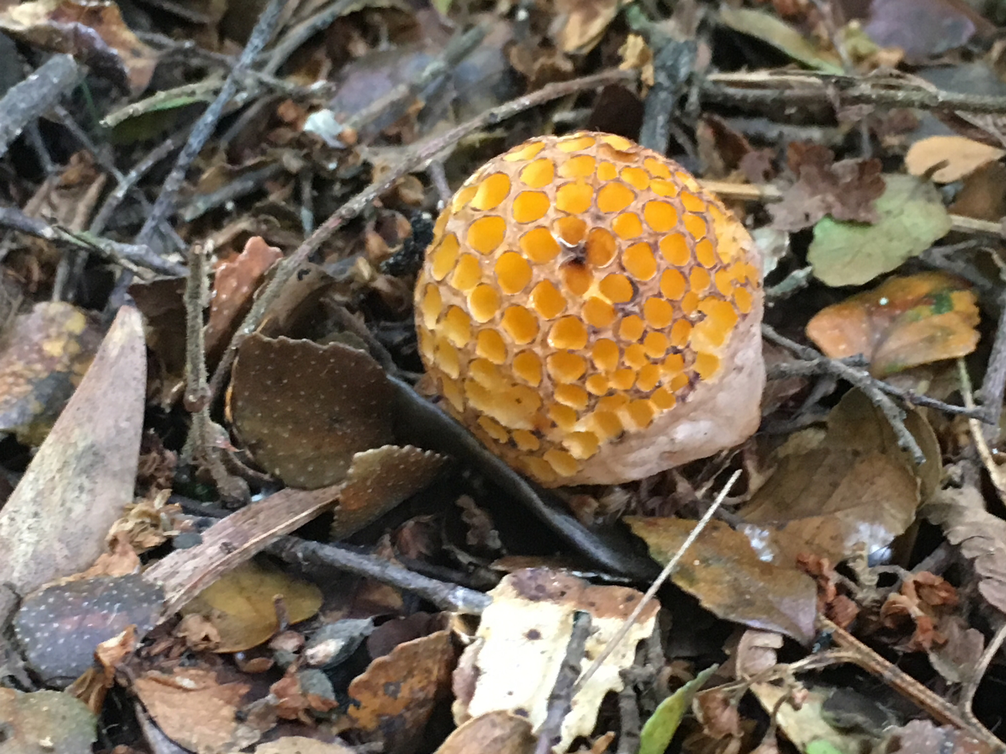 Cyttaria gunnii image