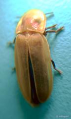 Diaphanes citrinus