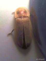 Diaphanes citrinus