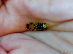 Diaphanes citrinus