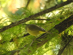 Leiothlypis ruficapilla