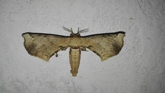 Apatelodidae