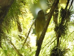 Leiothlypis ruficapilla