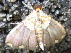 Agrotera nemoralis