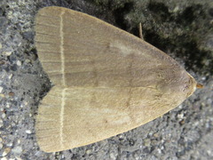 Simplicia rectalis