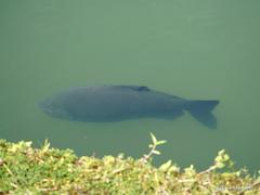 Colossoma macropomum