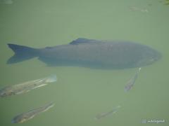 Colossoma macropomum