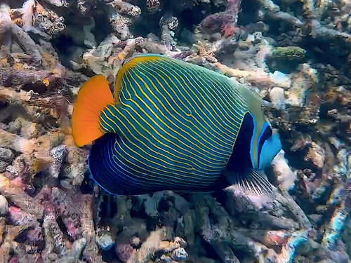 Emperor Angelfish