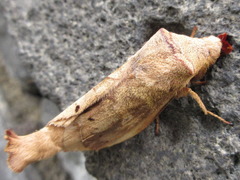 Paralebeda plagifera