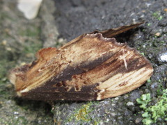 Hexafrenum leucodera