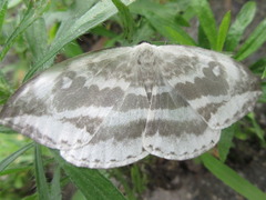 Cyclidia substigmaria