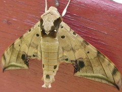 Ambulyx sericeipennis