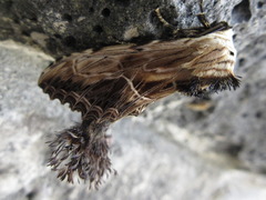 Dudusa sphingiformis