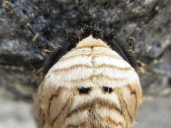 Dudusa sphingiformis