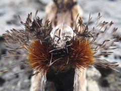 Dudusa sphingiformis